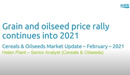 Cereals & Oilseeds Market Update – February 2021